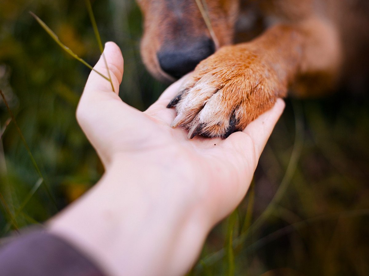 Dein Hund legt seine Pfote auf deine Hand? 4 wahre Gründe dafür