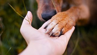 Dein Hund legt seine Pfote auf deine Hand? 4 wahre Gründe dafür - Foto: iStock/Fenne