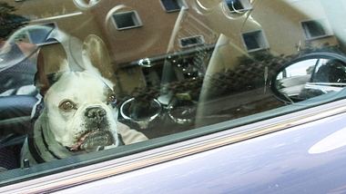Bad Oeynhausen: Hund leidet qualvoll im überhitzten Auto! - Foto: Imago Images/Symbolbild