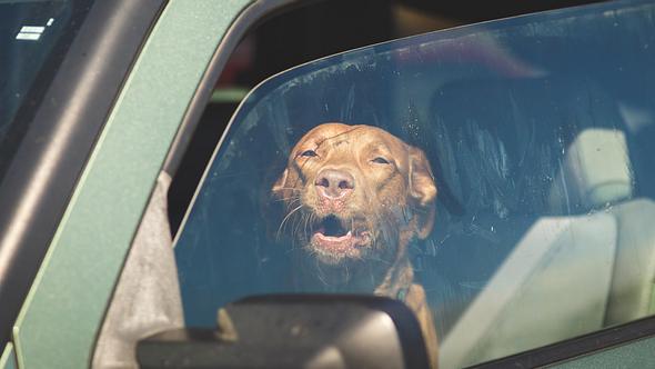 Ein Hund konnte von der Polizei aus einem überhitzten Auto gerettet werden. - Foto: shanecotee/istock