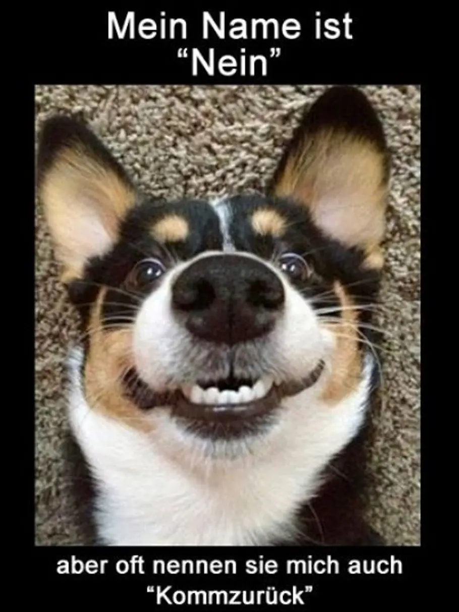 WhatsApp-Bilder für LOL hund nein