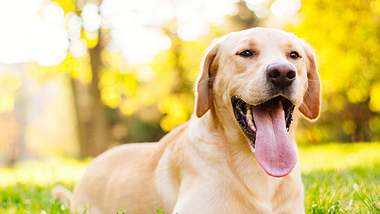 Auch ein Hund sollte mit Sonnencreme eingecremt werden. - Foto: iStock