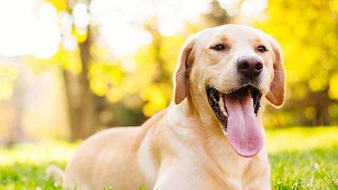 Auch ein Hund sollte mit Sonnencreme eingecremt werden. - Foto: iStock