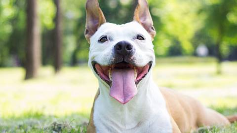 Hunde erkennen schlechte Personen wieder. - Foto: iStock
