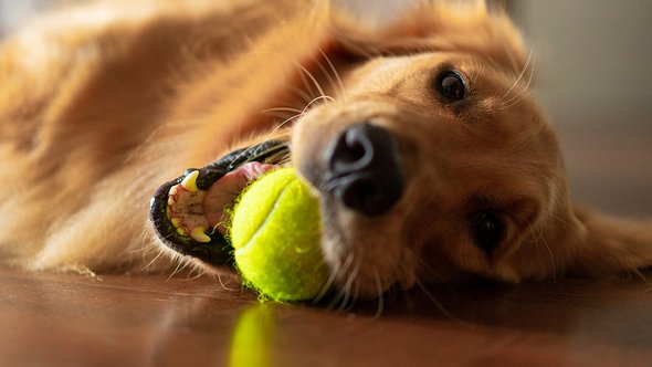 Lebensgefährliche Dinge für deinen Hund. - Foto: iStock