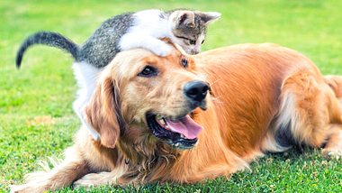 Hund und Katze aneinander gewöhnen: So werden Fellnasen zu besten Freunden - Foto: bluecinema/iStock