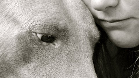 Hat Brook Houts wirklich ihren Hund misshandelt? - Foto: iStock