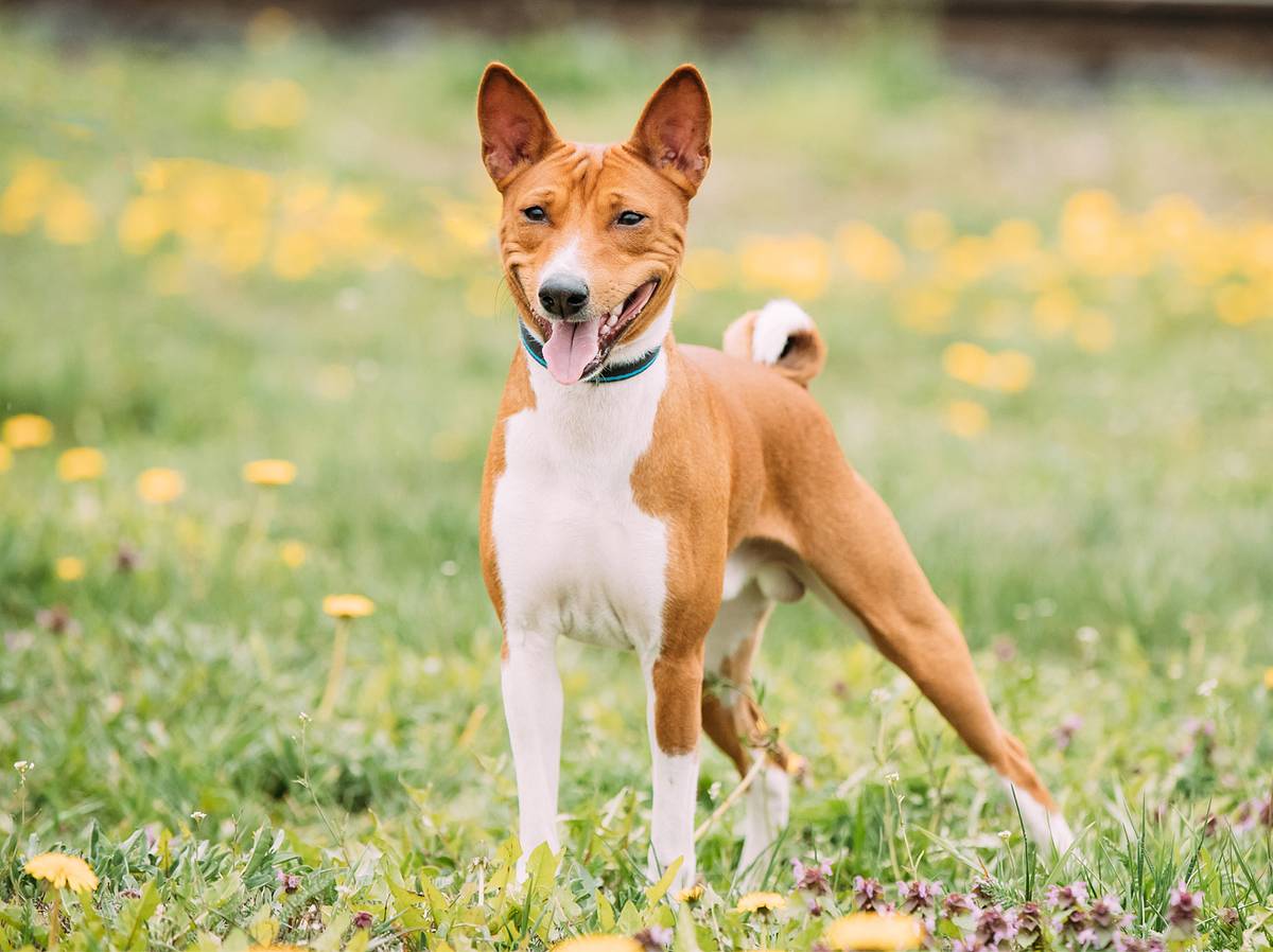 Hunde, die nicht haaren: Diese 10 Hunderassen verlieren kaum Fell