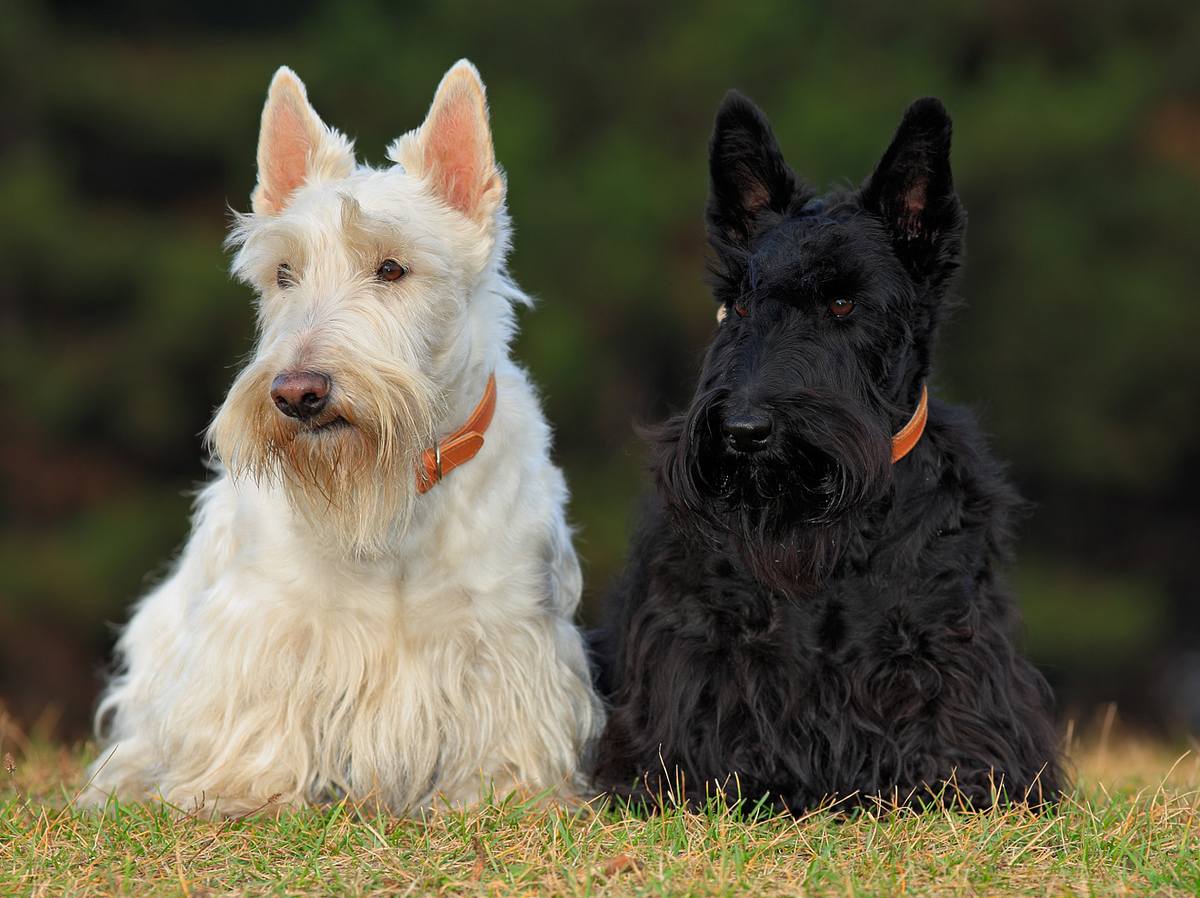 Hunde, die nicht haaren: Diese 10 Hunderassen verlieren kaum Fell