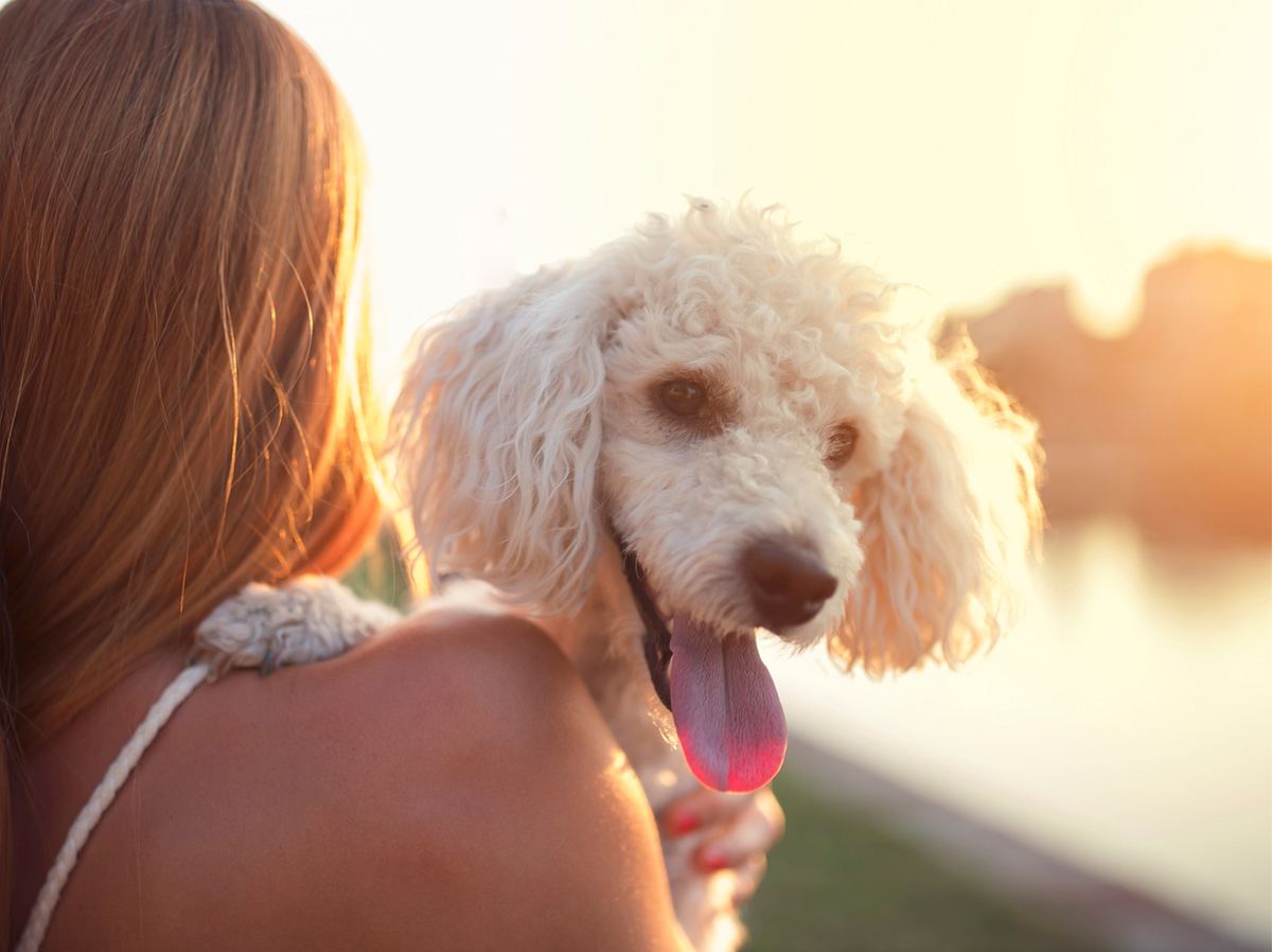 Hunde, die nicht haaren: Diese 10 Hunderassen verlieren kaum Fell