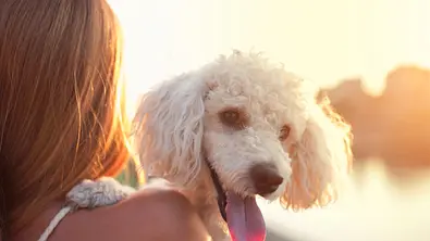 Hunde, die nicht haaren: Diese 10 Hunderassen verlieren kaum Fell - Foto: SrdjanPav/iStock