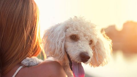 Hunde, die nicht haaren: Diese 10 Hunderassen verlieren kaum Fell - Foto: SrdjanPav/iStock