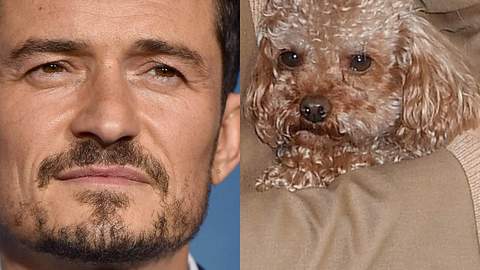 Hunde-Drama bei Orlando Bloom - Er ist am Boden zerstört! - Foto: Jacopo Raule/WireImage/Axelle/Bauer-Griffin/FilmMagic/Getty Images