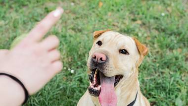 Bei der Hundeerziehung gibt es einiges zu beachten. - Foto: RobertoDavid/istock