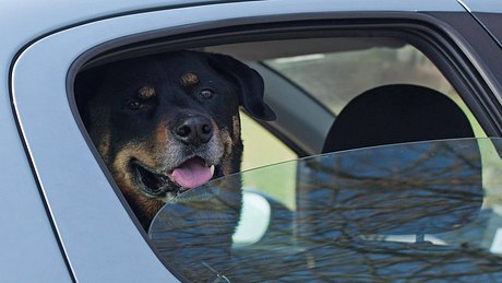 Besitzer haben zwei Hunde bei enormer Hitze im Auto zurückgelassen. - Foto: imago images / Panthermedia