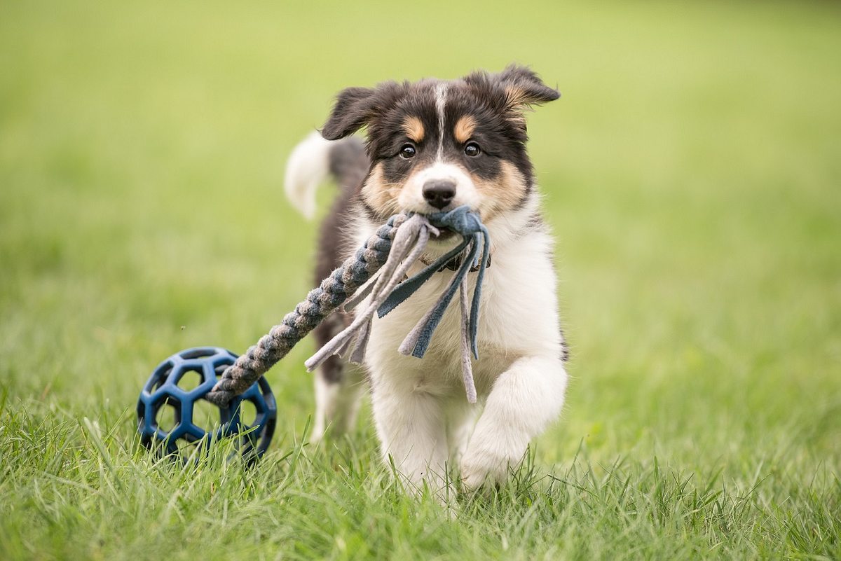 Welches Hunde-Intelligenzspielzeug überzeugt?