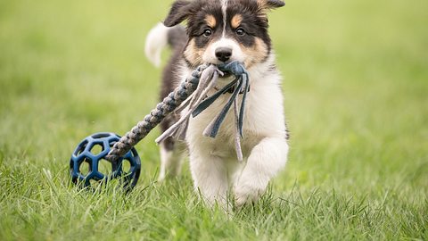 Welches Hunde-Intelligenzspielzeug überzeugt? - Foto: iStock/K_Thalhofer