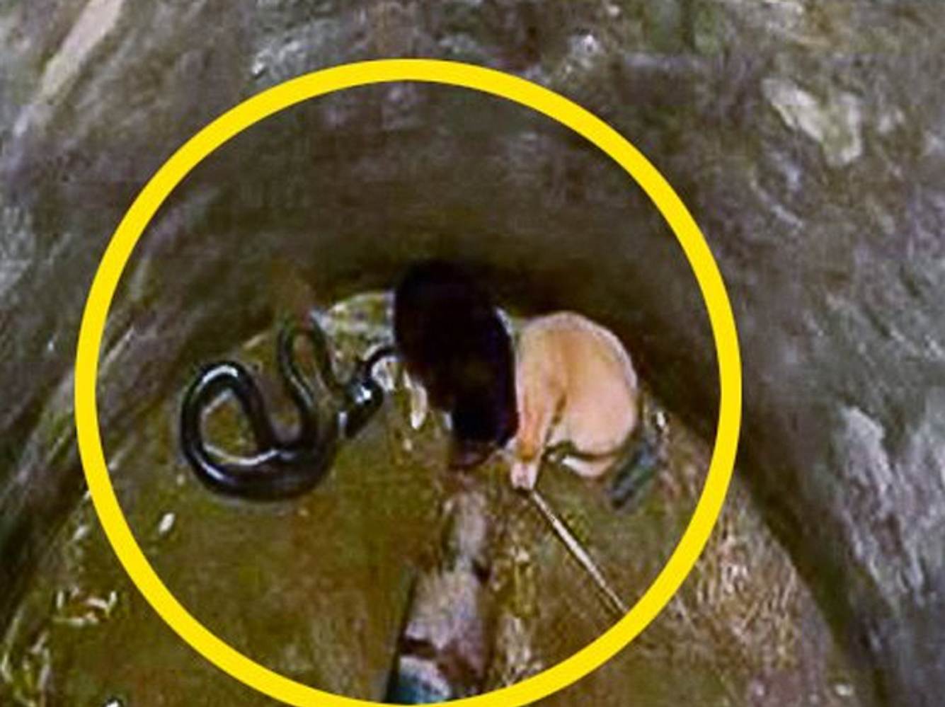 Welpen mit Cobra-Schlange in Brunnen gefallen