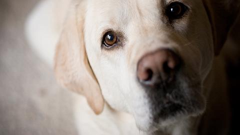 Dein Hund senden eindeutige Singale aus, die es zu lesen gilt. - Foto: Annetics/istock