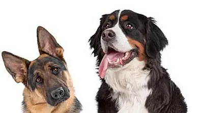 Test: Welcher Hund bist Du? - Foto: Fotolia
