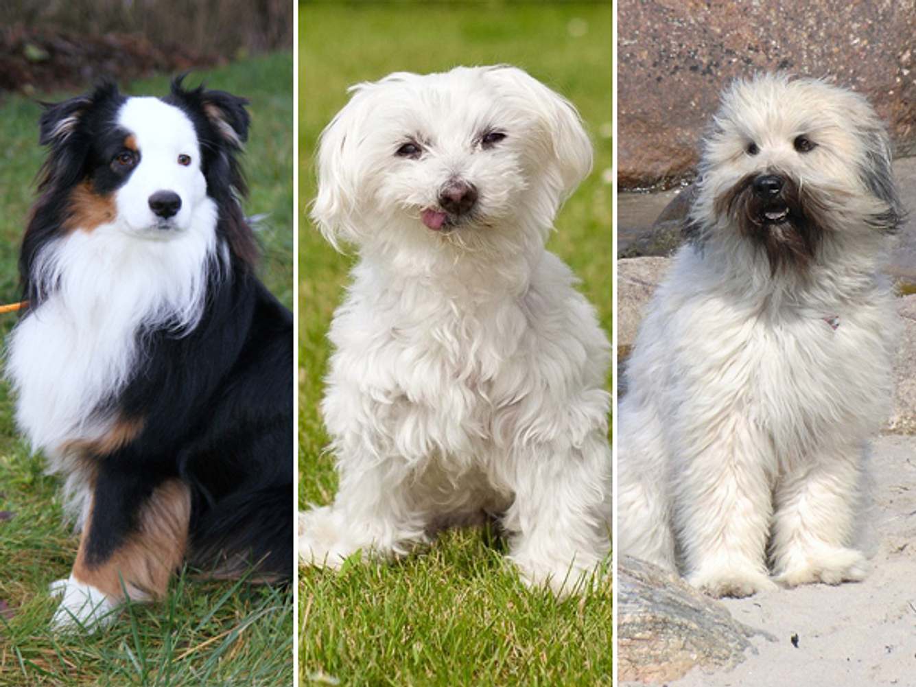 Die schönsten Hunde Deutschlands auf einen Blick Wunderweib