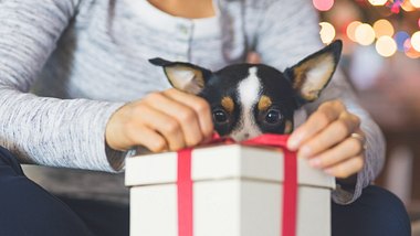 Hund und Frauchen packen Geschenk aus. - Foto: FatCamera/iStock