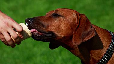 Hundeeis kannst du ganz einfach und schnell selber machen. - Foto: iStock/DevidDO