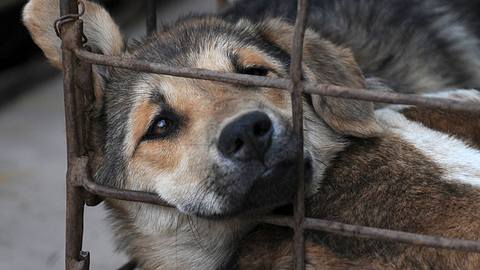 Das umstrittene Hundefleisch-Festival ist am Wochenende gestartet. - Foto: imago images / China Foto Press