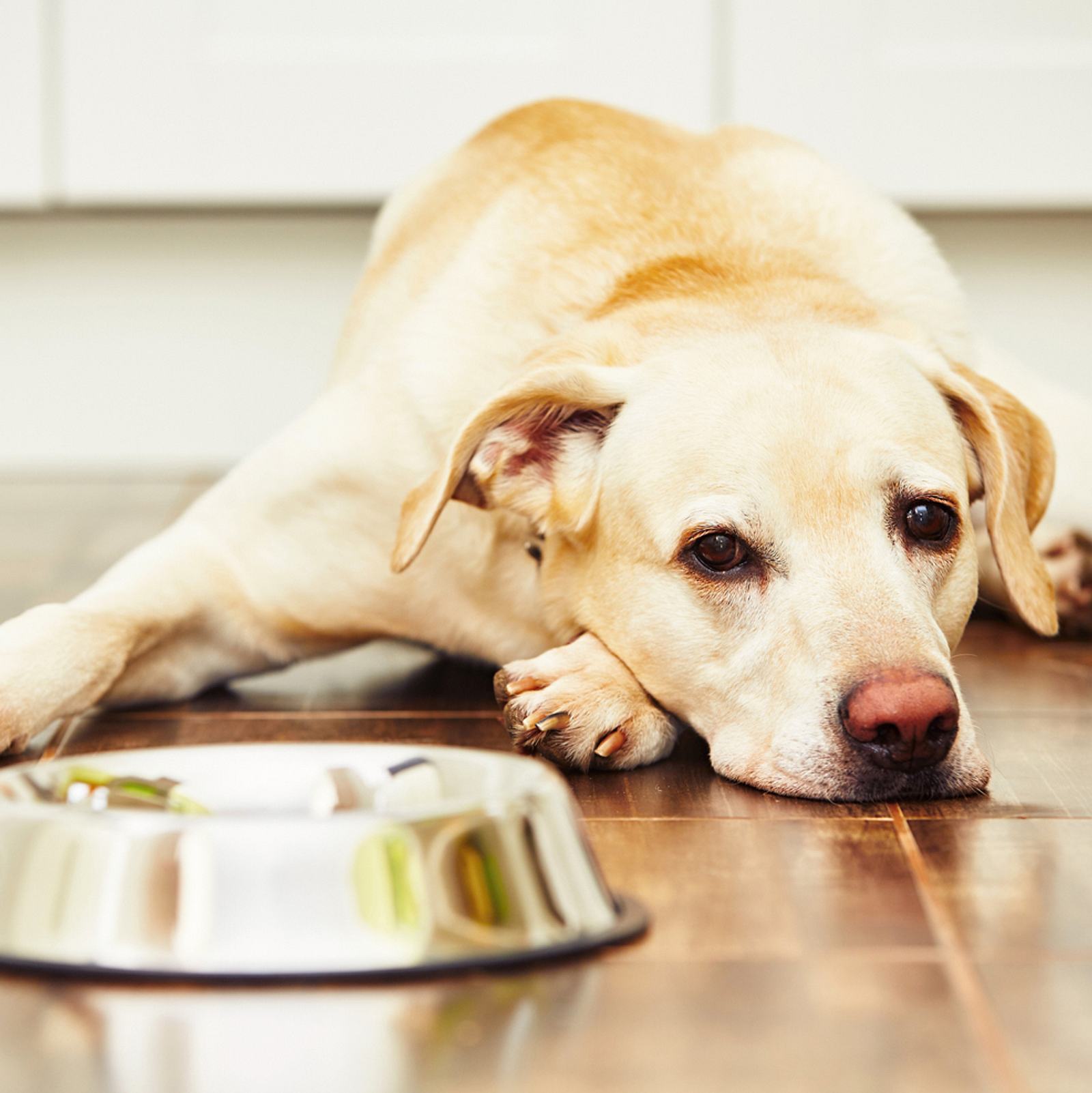 Hundefutter-Rckruf: Vierbeiner sterben durch Vitamin-D-berdosis |  Wunderweib