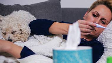 Hundegrippe: Mit dieser HUnde-Seuche können sich Menschen anstecken! - Foto: iStock