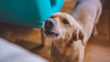 Hundehaltung Mietwohnung: Wann gilt Hundegebell als Ruhestörung? - Foto: Kerkez/iStock