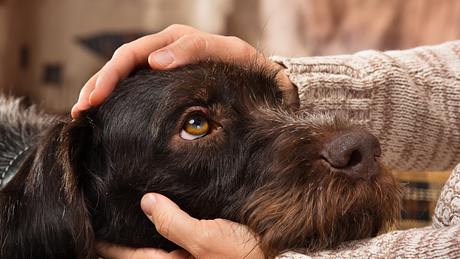 Hundejahre in Menschenjahre umrechnen: so alt ist dein Hund wirklich - Foto: PavelRodimov/iStock
