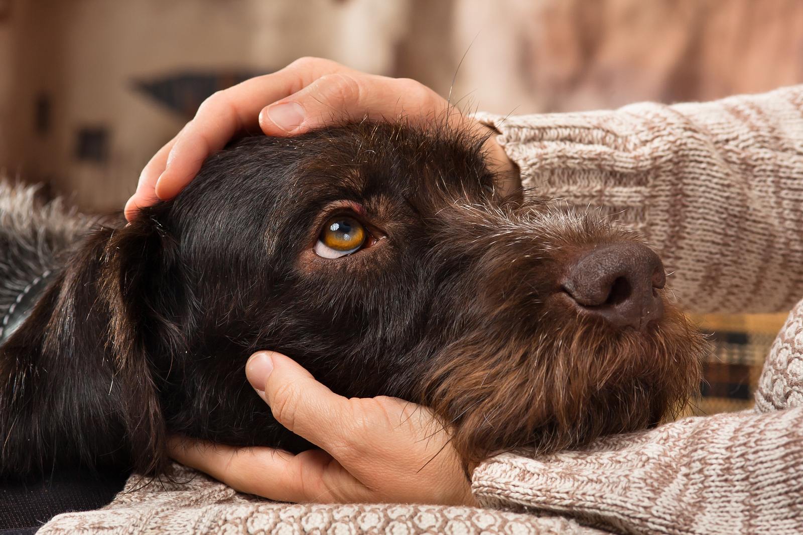 Fall Lehrertag Waren warum kotzen hunde immer auf den teppich Kamel Auspacken Abhängig