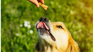 Hundekekse Rezepte:Diese Leckerlies wird dein Hund lieben! - Foto: Nevena1987/iStock