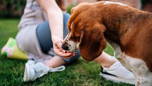 NAGOS Leckerlies für Hund und Mensch - Foto: nortonrsx/iStock