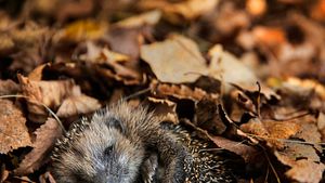 Igel lieben es im Laub zu überwintern. - Foto: DieterMeyrl/iStock