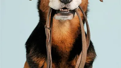 ikea hundeparkplaetze - Foto: Fenne / iStock