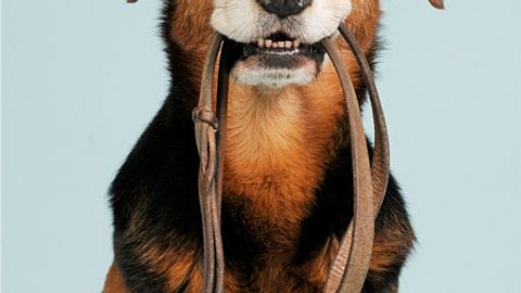 ikea hundeparkplaetze - Foto: Fenne / iStock