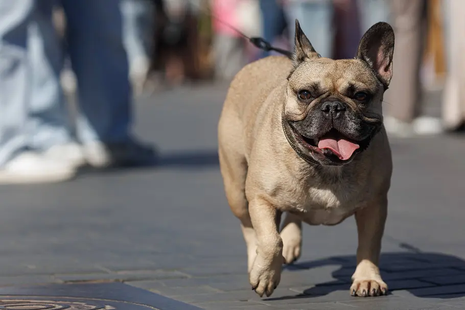 Französische Bulldogge Französische Bulldogge