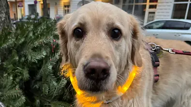 Golden Retriever mit gelbem Leuchthalsbald schaut ängstlich in die Kamera - Foto: privat Golden Retriever mit gelbem Leuchthalsbald schaut ängstlich in die Kamera - Foto: privat