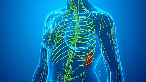 Immunstärker: Mit vielen Küchenhelfern unterstützt du dein Abwehrsystem - Foto: sankalpmaya/iStock