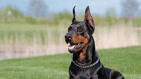 Dobermannwelpe Sphinx wurde von seiner Besitzerin gequält - Foto: iStock / Koljambus