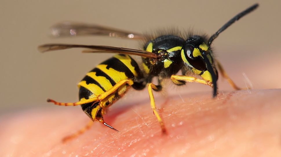 Wespe kurz vor dem Stich in die Haut (Themenbild) - Foto: Nataba/iStock