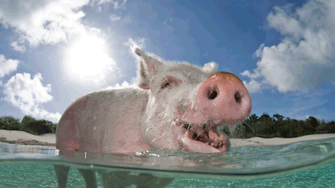 Ein Instagram-Model wurden von einem Schwein in den Po gebissen. - Foto: iStock