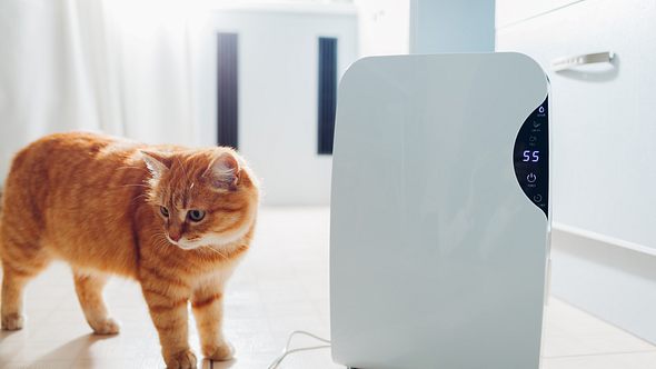 Ionisator steht neben einer Katze - Foto: istock/Maryviolet