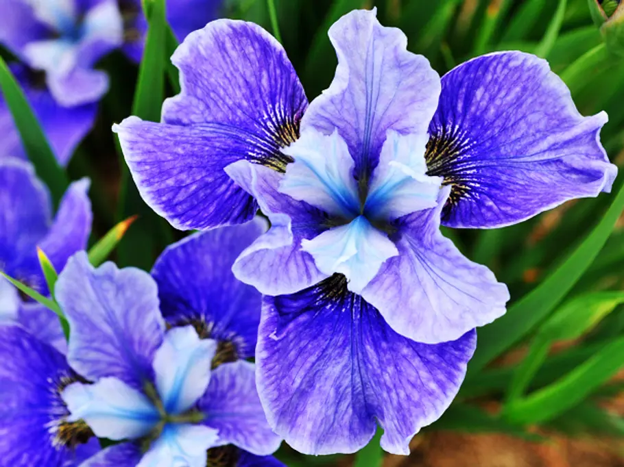 Iris: Februar-Blume Iris: Februar-Blume