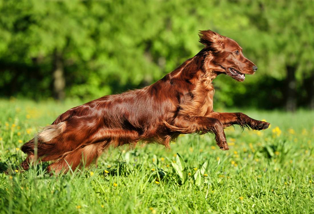 Irish Setter Irish Setter