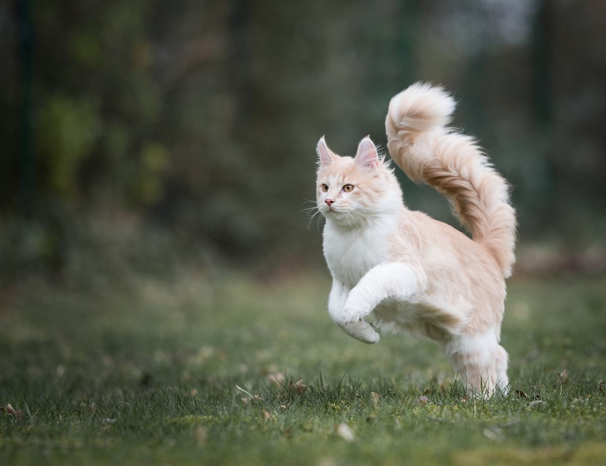 Katzenkörpersprache:das verrät die Schwanzstellung deiner Katze über ihre Stimmung