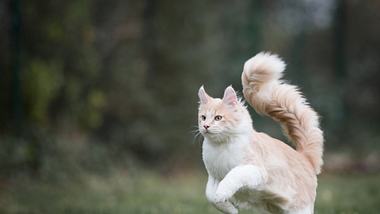 Katzenkörpersprache:das verrät die Schwanzstellung deiner Katze über ihre Stimmung - Foto: Nils Jacobi/iStock