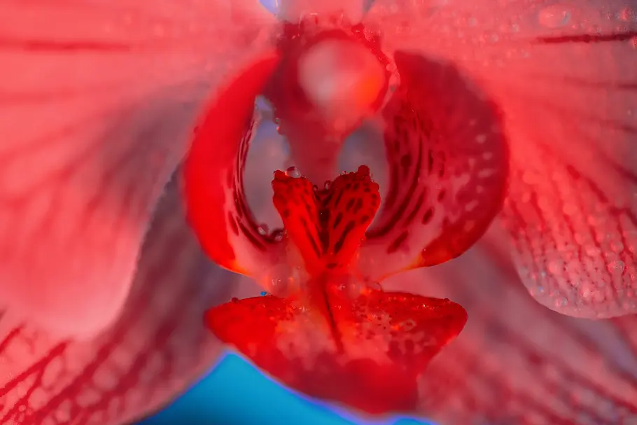 Lecken für Anfänger Nahaufnahme einer Orchidee
